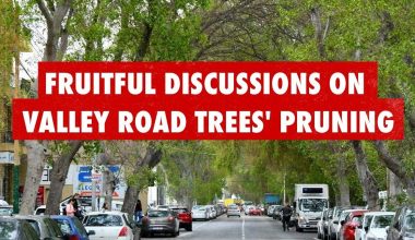 valley-road-trees-pruning